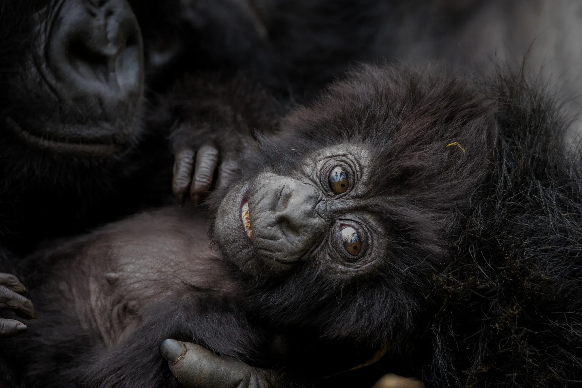 WanderLux Safaris Baby Gorilla