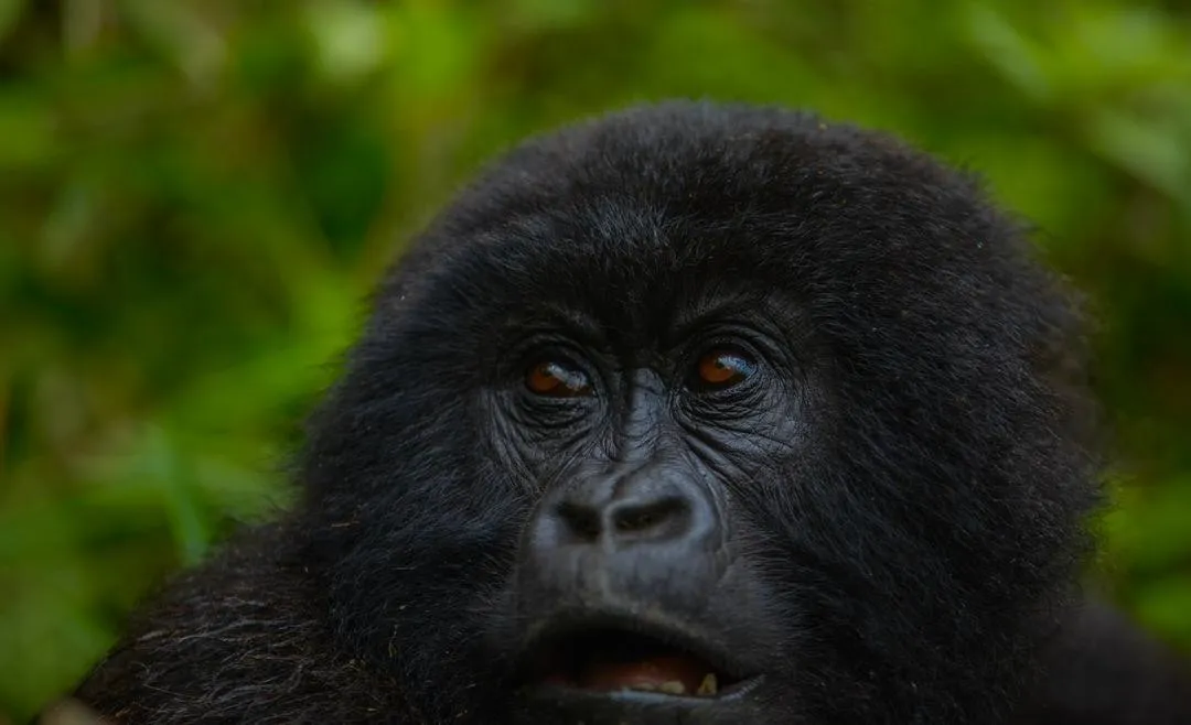 6-Day Best of Safari and Mountain Gorillas