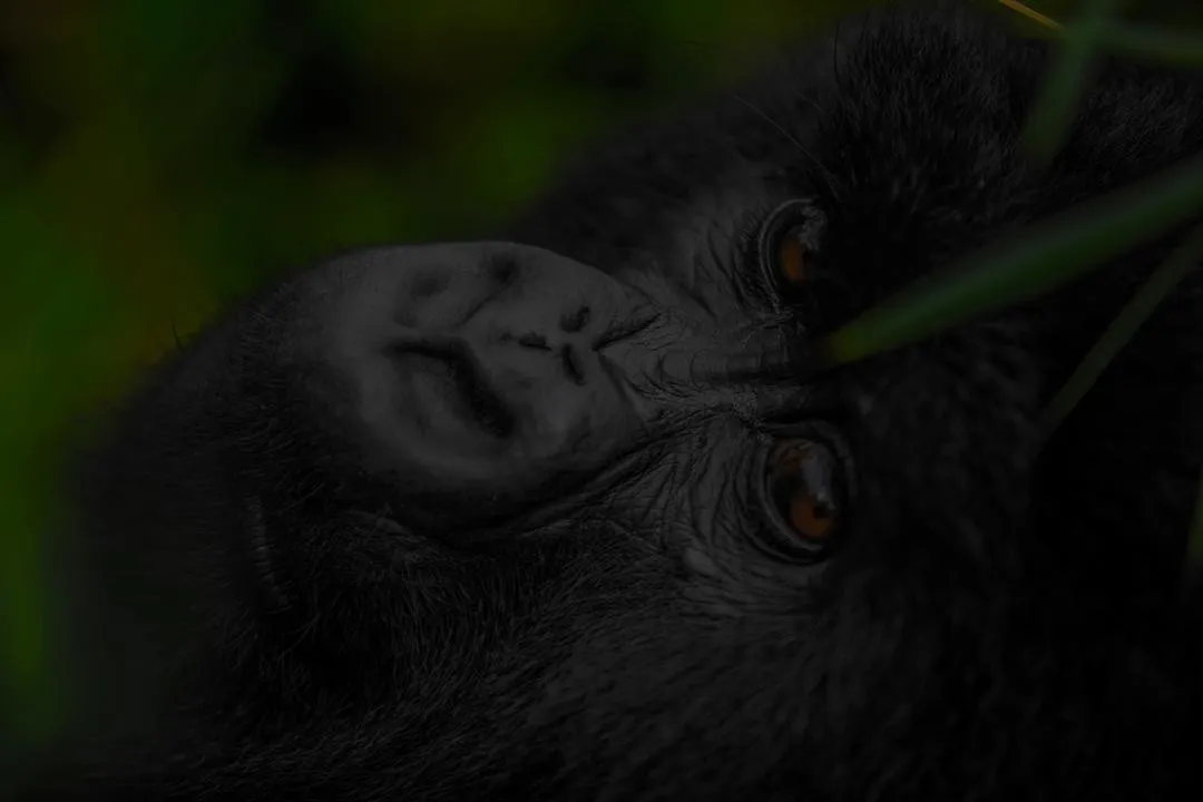 4-Day Luxury Experience Unforgettable Gorilla