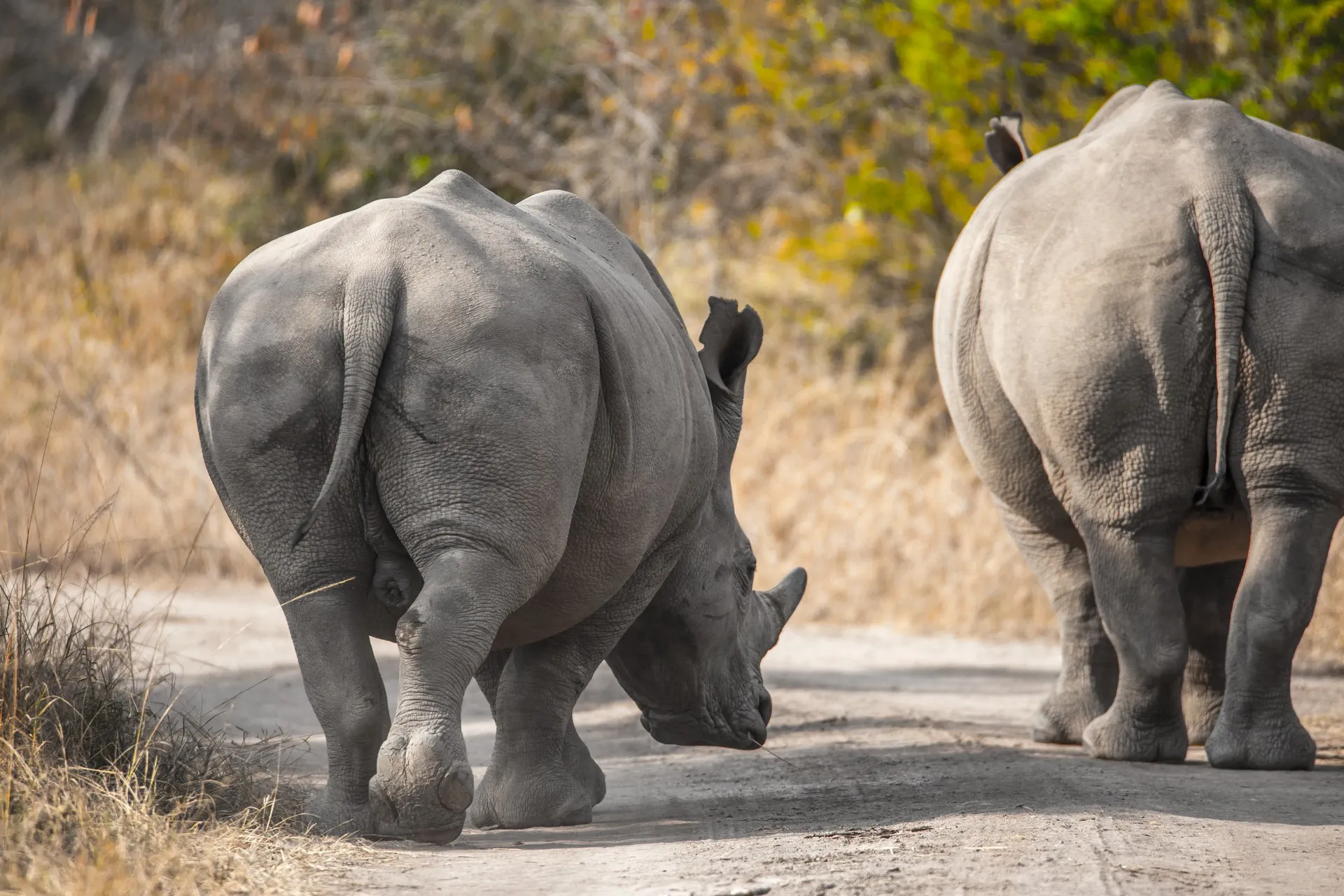 Murchison Falls Tour