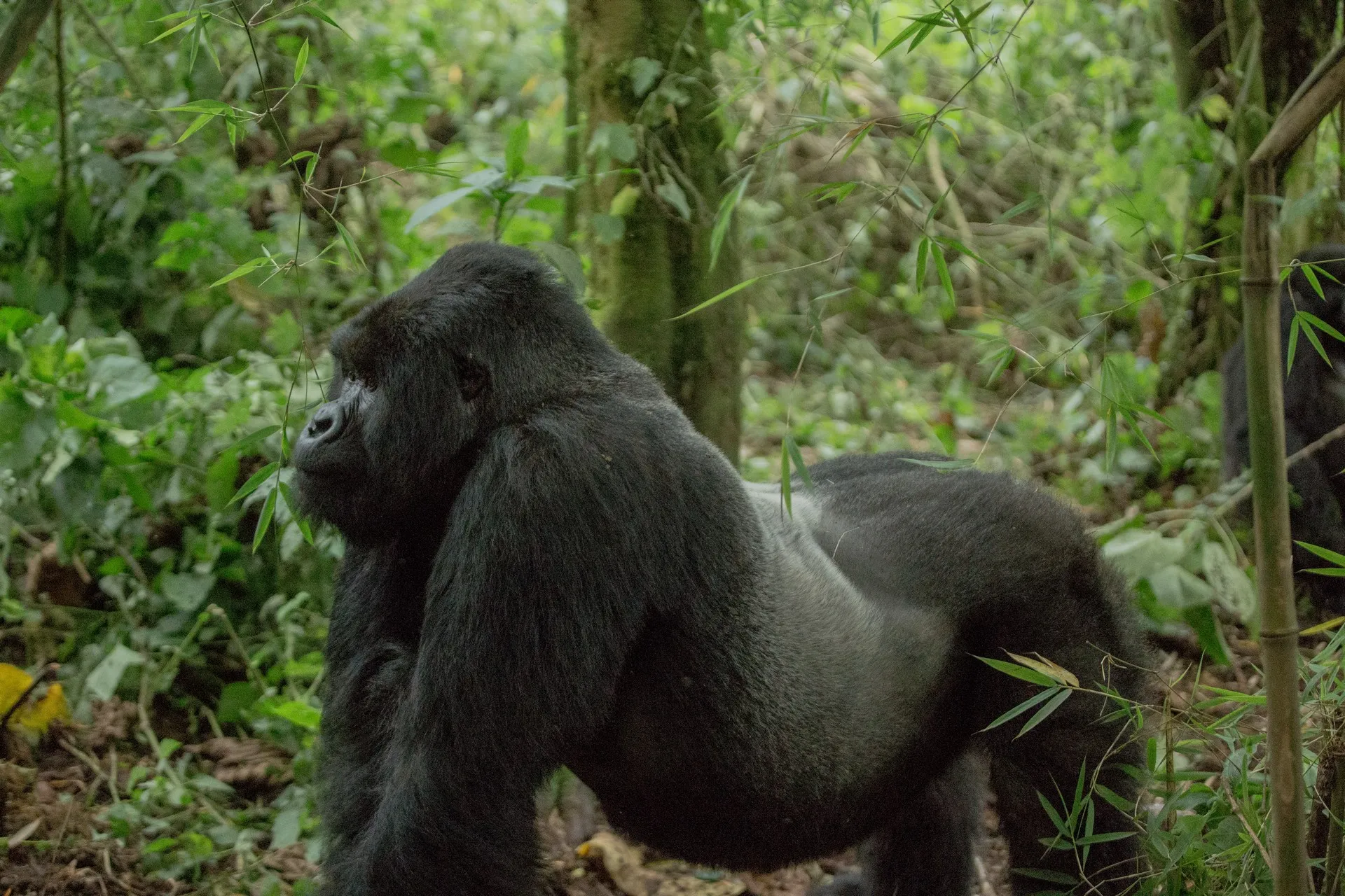 Uganda Tours