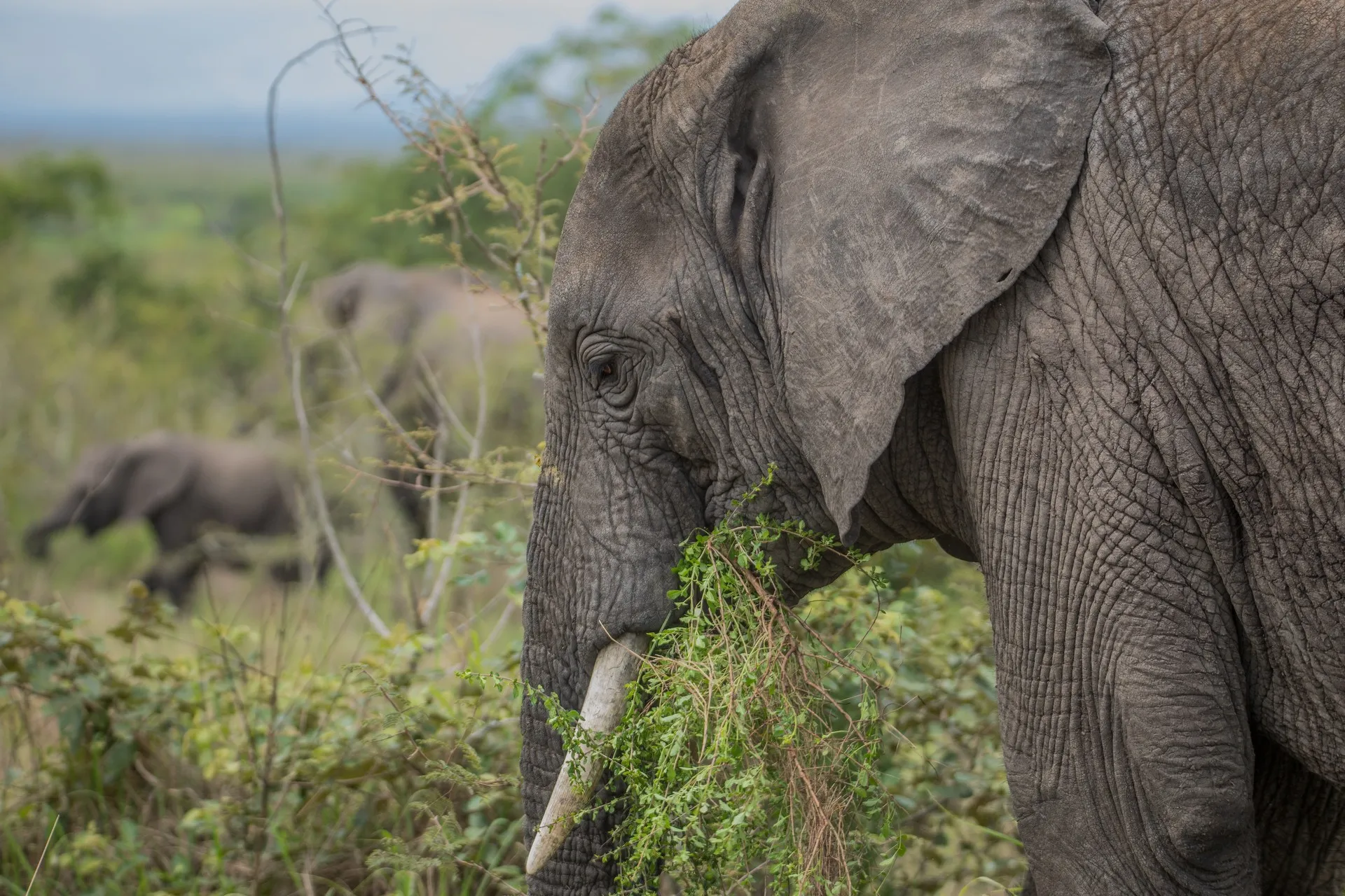 Wildlife Safari