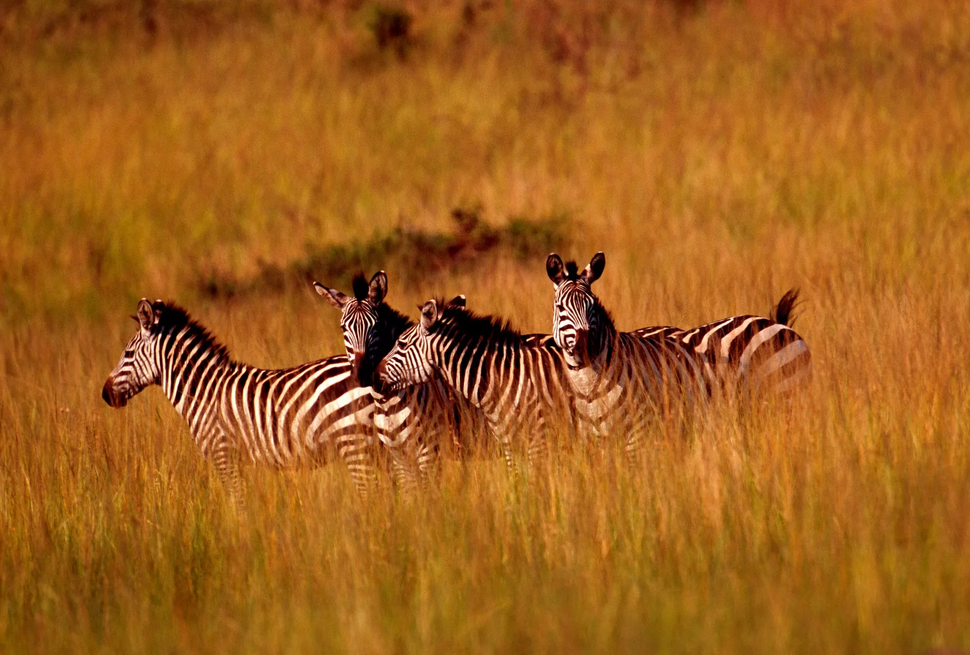 wanderlux-safaris-akagera-national-park-24