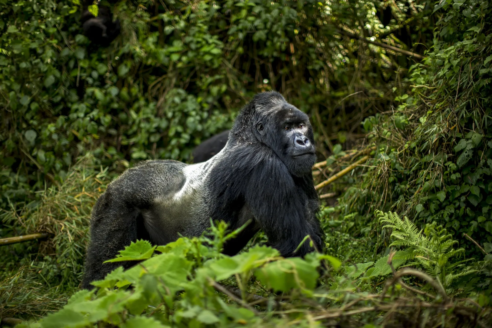 Wanderlux Safaris Gorilla Trekking Tour