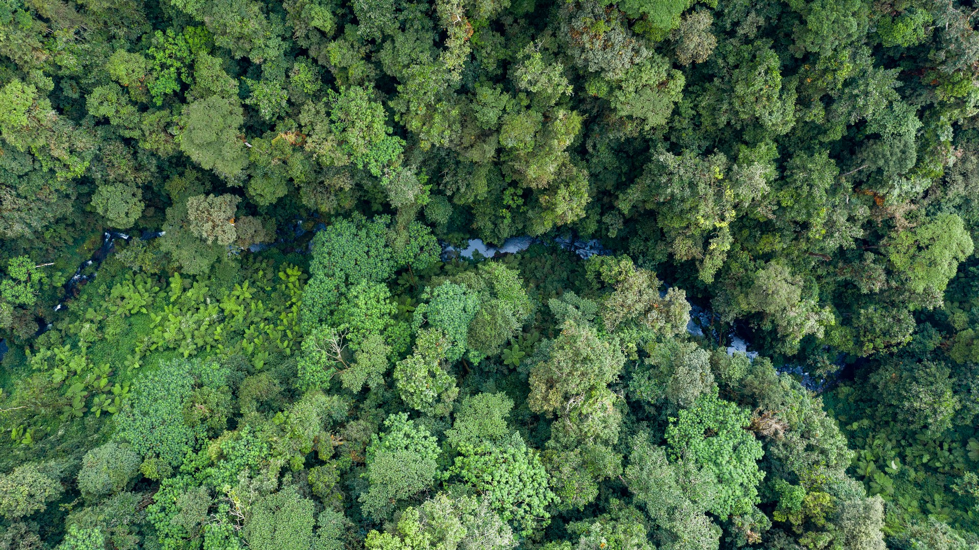 wanderlux-safaris-nyungwe-national-park-105