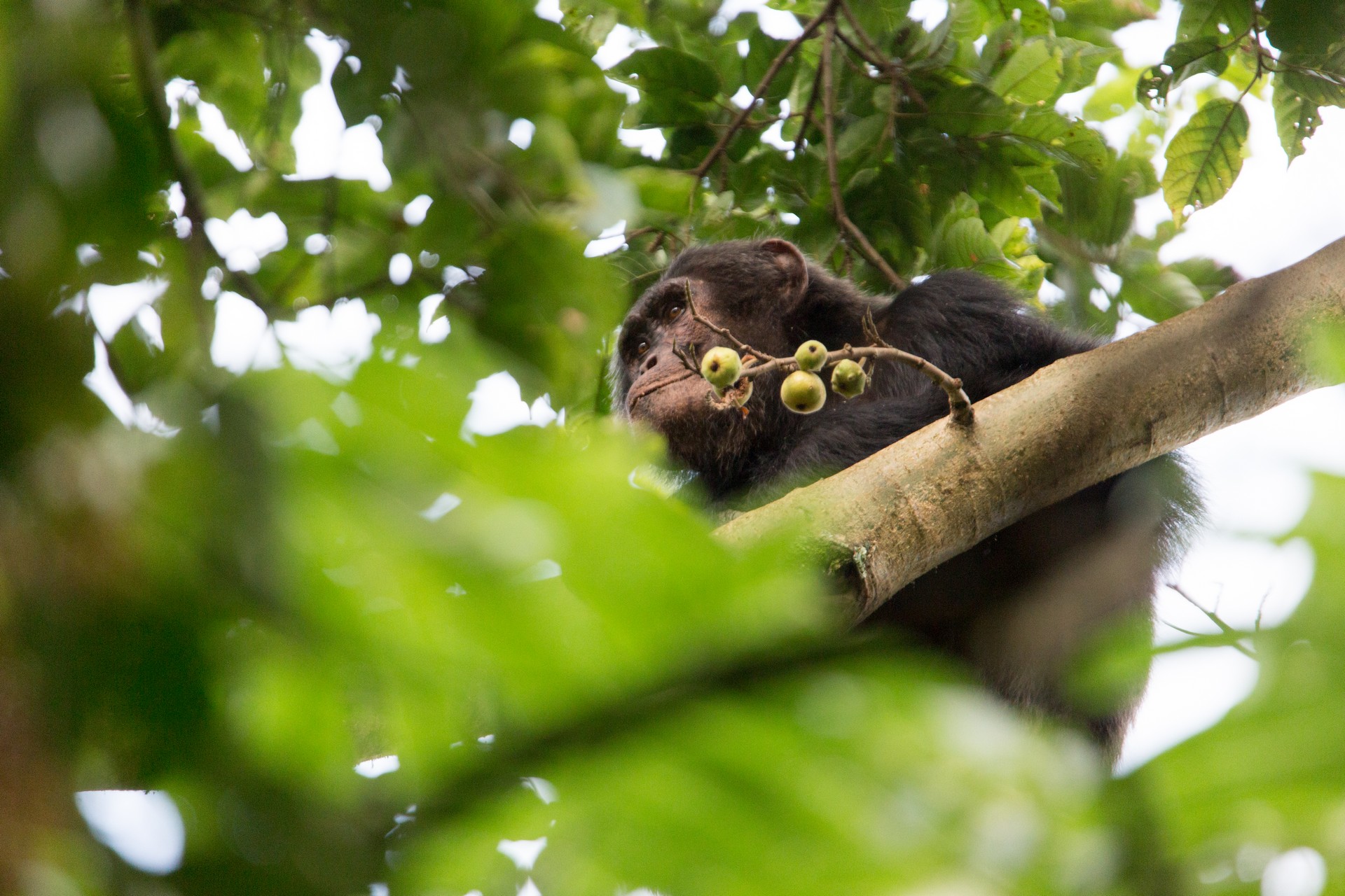 wanderlux-safaris-nyungwe-national-park-99